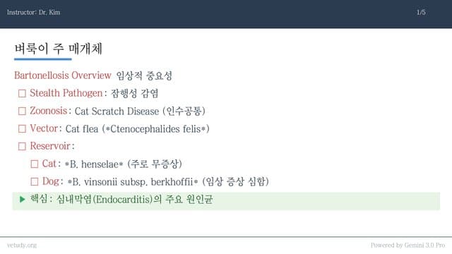 바토넬라(Bartonellosis) 완벽 정복: 진단부터 치료 프로토콜까지