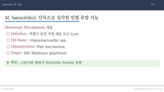 헤모플라즈마 완벽 정리: 빈혈 환자 구하기