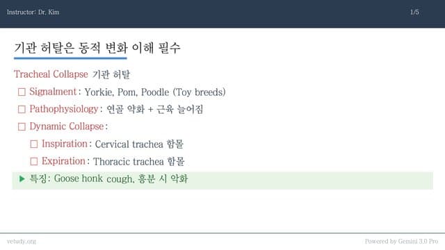 개와 고양이의 하부 호흡기 질환 완전 정복: 기침부터 천식까지
