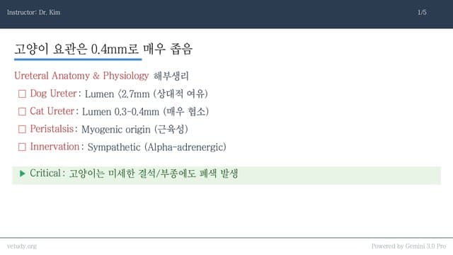 요관 폐색과 방광염: 진단부터 SUB, 약물 치료까지 완벽 정리