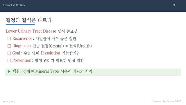 [수의학 마스터클래스] 결석과 요로기계: 진단, 용해, 그리고 완벽한 예방