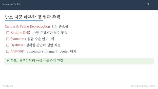 난소·자궁 질환: 수술과 응급 관리