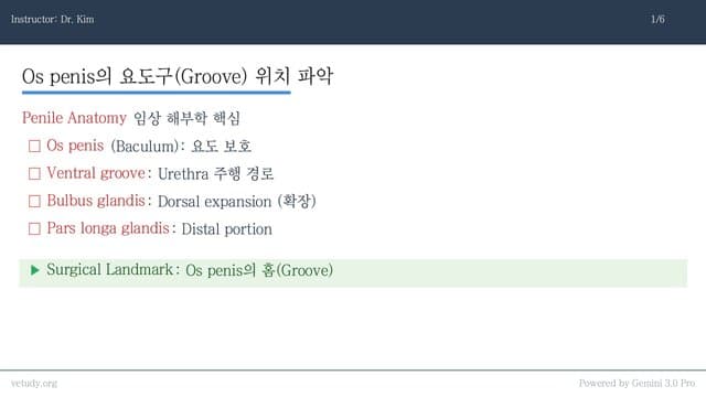 수컷 생식기 질환: 해부학에서 수술까지
